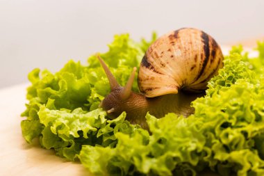 Achatina salyangozu taze yeşil bir marul yaprağının üzerinde oturur. Yüksek kalite fotoğraf