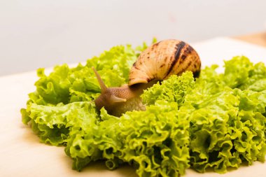 Achatina salyangozu taze yeşil bir marul yaprağının üzerinde oturur. Yüksek kalite fotoğraf