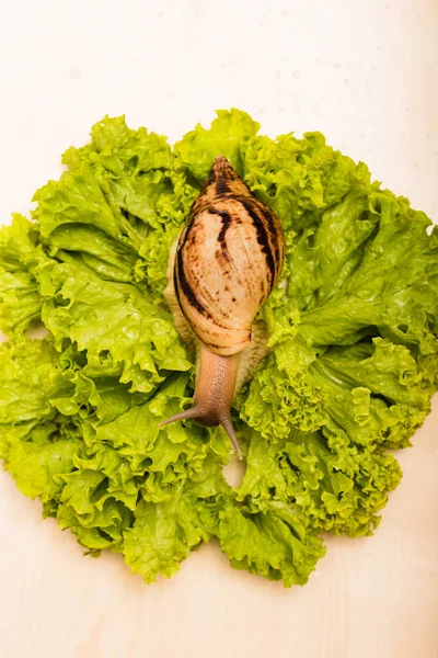 Achatina Snail Sits Fresh Green Lettuce Leaf High Quality Photo — Stock Photo, Image