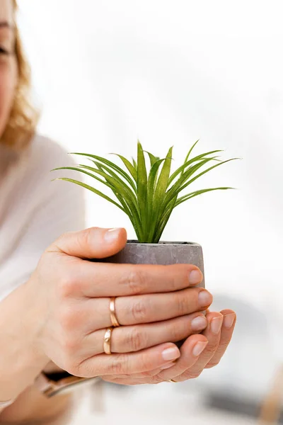 ポット内の植物の花を保持する女性の手のクローズアップ 高品質の写真 — ストック写真