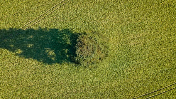 Westsussex, İngiltere 'de yeşil bir alanda yapayalnız bir ağacın havadan görünüşü..