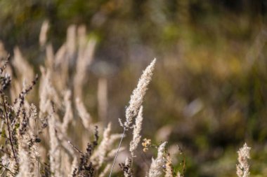 Fall nature at Orrido dello Slizza, Italy