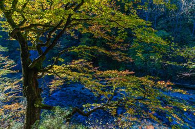 Fall nature at Orrido dello Slizza, Italy