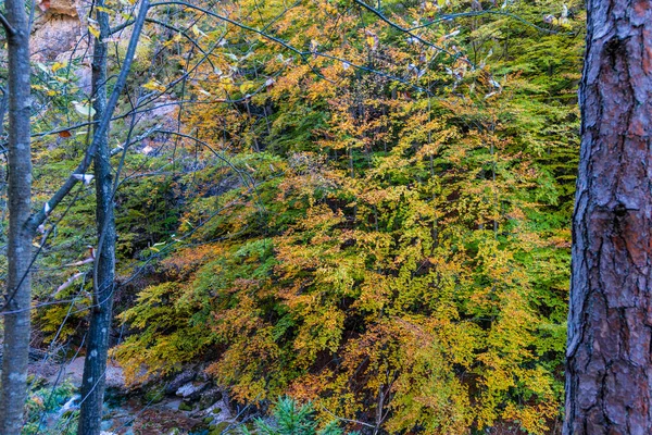 Autumn Nature Orrido Dello Slizza Italy — Stock Photo, Image