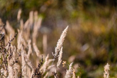 Fall nature at Orrido dello Slizza, Italy