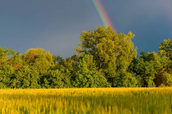 Summer Nature Cassacco Udine Italy — Fotografia de Stock