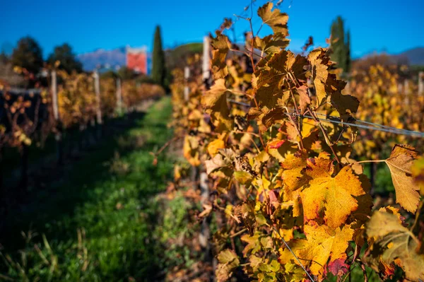 Villafredda Province Autumn Time Italy — стокове фото