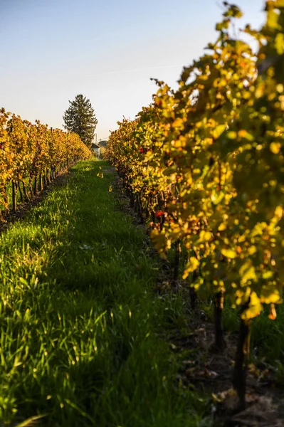 Villafredda Provinsen Hösten Italien — Stockfoto