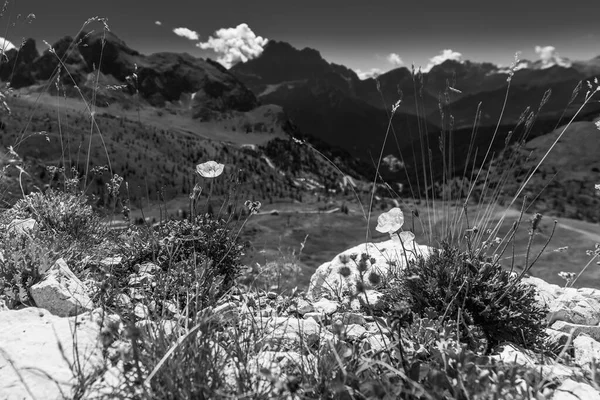 Torri Belluno Veneto イタリア シンク トーリ 夏の5つの塔の風景 ドロマイトアルプス山脈 黒と白の写真 — ストック写真