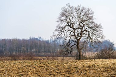 nel bosco doğa görünümü, İtalya 