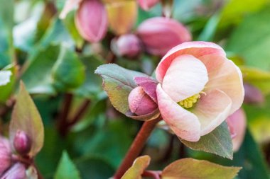 nel bosco doğa görünümü, İtalya 