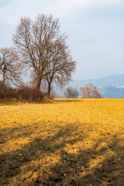 nel bosco doğa görünümü, İtalya 