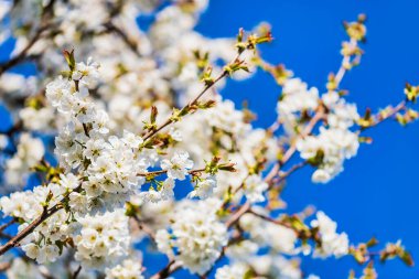 Buja doğa manzarası, İtalya