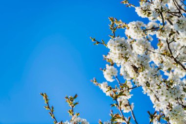 Buja doğa manzarası, İtalya