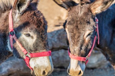 Buja doğa manzarası, İtalya