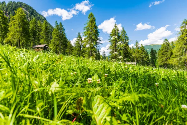 Fiscalina Vallei Natuur Dorp San Candido Italië — Stockfoto