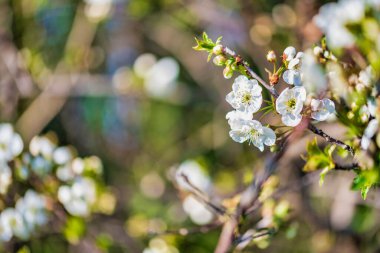 Buja doğa manzarası, İtalya