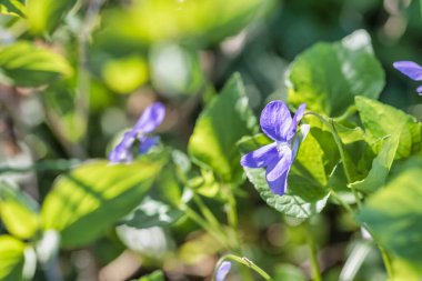 Buja doğa manzarası, İtalya