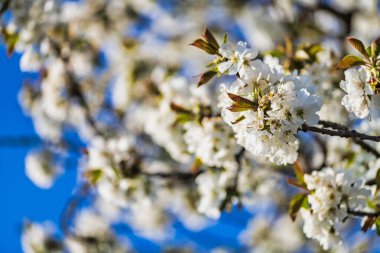 Buja doğa manzarası, İtalya