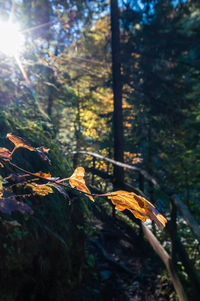 Autumn Nature Orrido Dello Slizza Italy — Photo