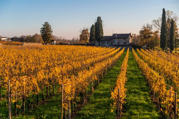 Provincie Villafredda Herfst Italië — Stockfoto