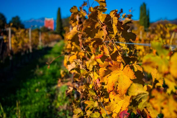 Villafredda Province Autumn Time Italy — стокове фото