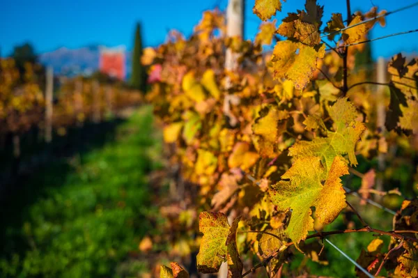 Villafredda Province Autumn Time Italy — Stockfoto