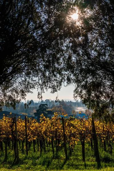 Villafredda Province Autumn Time Italy — стокове фото