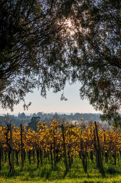 Villafredda Province Autumn Time Italy — стокове фото