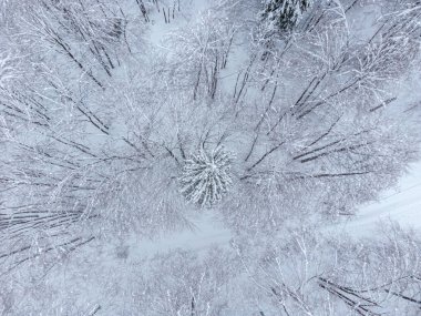 Karlı orman Güzel kış doğa manzarası 
