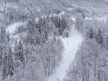 Karlı orman Güzel kış doğa manzarası 