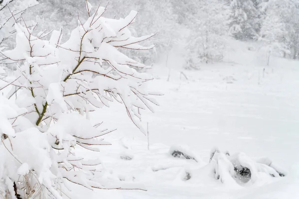 Camporosso Winter Scene Liguria Italy — Stock Photo, Image