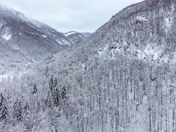 Bosque Nevado Hermosa Escena Naturaleza Invierno — Foto de Stock