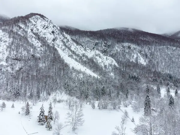 Verschneiter Wald Schöne Winter Natur Szene — Stockfoto