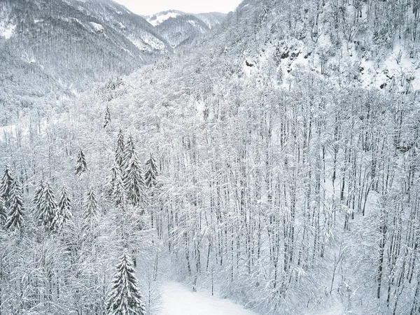 Снежные Деревья Природе Зимнее Время — стоковое фото