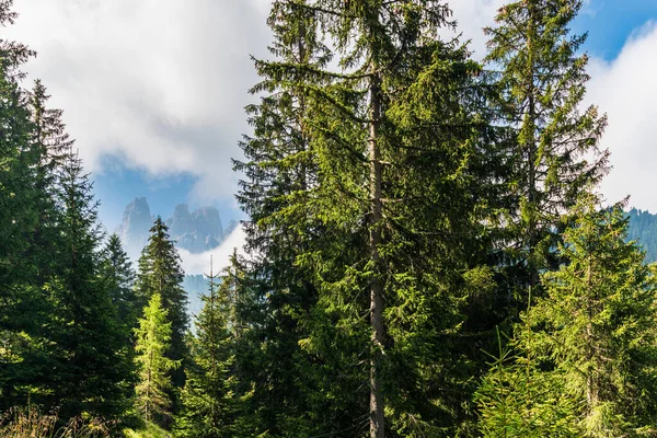 意大利 欧洲高山 树木和山谷的夏季景观 — 图库照片