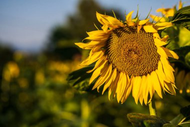 Arı görünümlü ayçiçeği, güzel çiçek arkaplanı. 