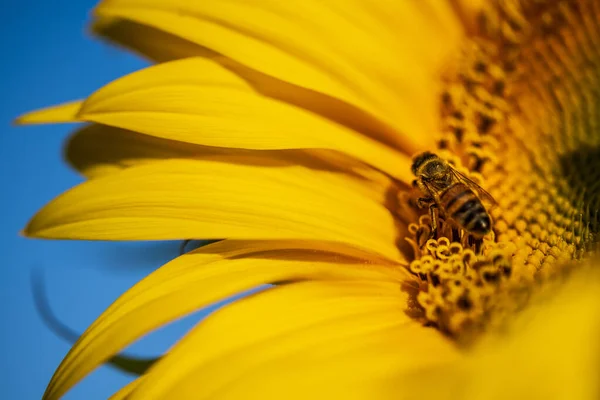 Girasol Con Abeja Imagen Cerca Hermoso Fondo Floral —  Fotos de Stock