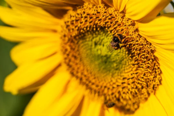 Napraforgó Méhecske Közelkép Gyönyörű Virágos Háttér — Stock Fotó