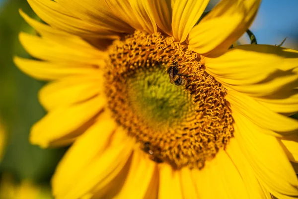 Napraforgó Méhecske Közelkép Gyönyörű Virágos Háttér — Stock Fotó