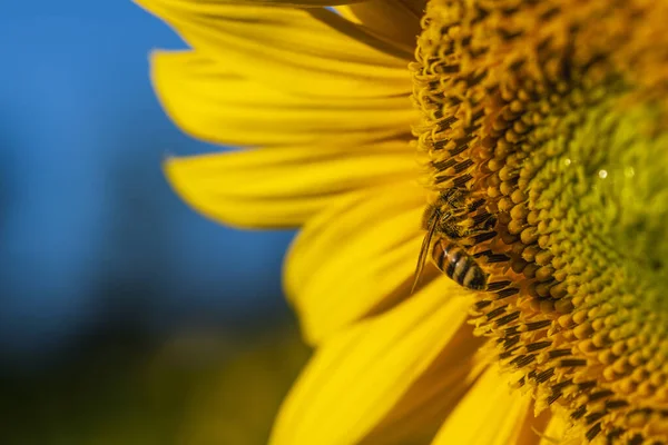 Girasol Con Abeja Imagen Cerca Hermoso Fondo Floral —  Fotos de Stock