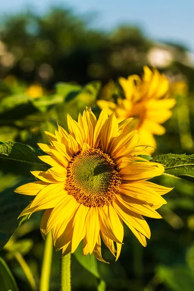 Girasol Con Abeja Imagen Cerca Hermoso Fondo Floral —  Fotos de Stock