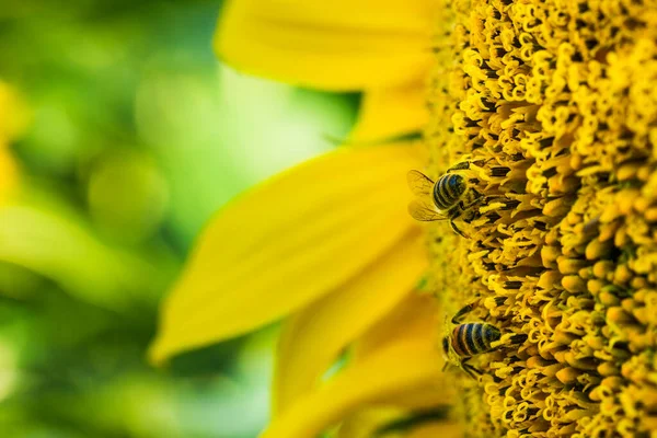 Słonecznik Pszczołą Zbliżenie Obrazu Piękne Tło Kwiatowe — Zdjęcie stockowe