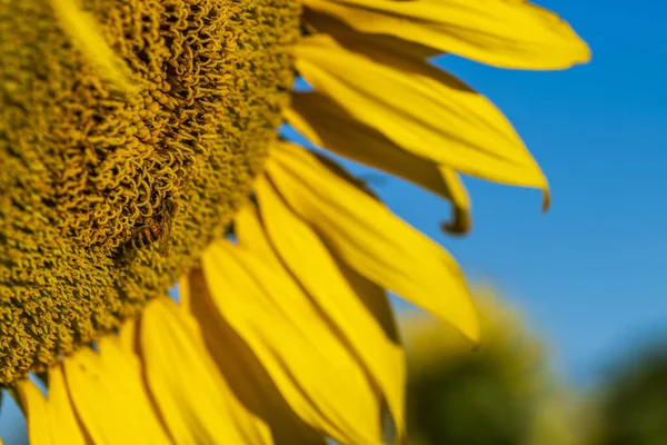 Girasol Con Abeja Imagen Cerca Hermoso Fondo Floral —  Fotos de Stock