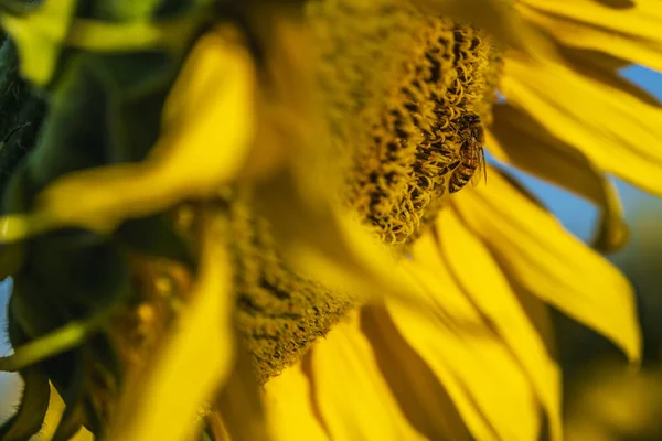 Girasol Con Abeja Imagen Cerca Hermoso Fondo Floral —  Fotos de Stock