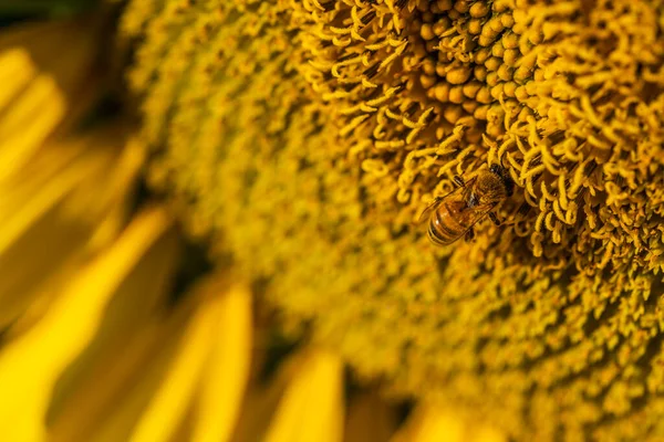 Slunečnice Včelkou Zblízka Obraz Krásné Květinové Pozadí — Stock fotografie
