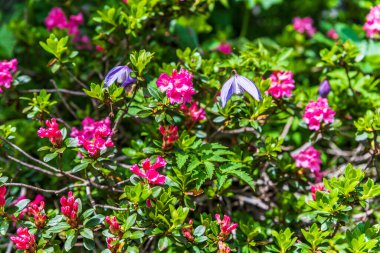 Sorapis Gölü ve yeşil İskoçya, İtalya