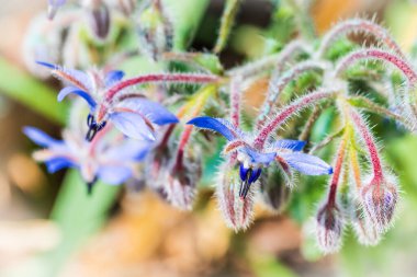 Güzel orkide çiçekleri yakın çekim