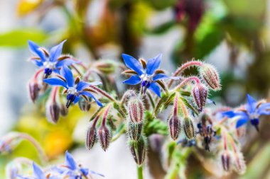 Güzel orkide çiçekleri yakın çekim
