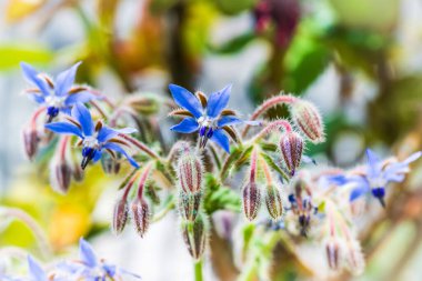 Güzel orkide çiçekleri yakın çekim